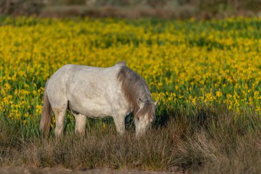 Camargue atı sarı irislerle dolu bir bataklıkta besleniyor Saintes Maries de la Mer, Parc naturel regional de Camargue, Arles, Bouches du Rhone, Provence Alpes Cote d 'Azur, Fransa.