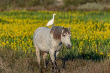 Sarı irislerle açan bir bataklıkta ortak yaşam içinde kamp atı ve sığır balıkçıl (Bubulcus ibis). Saintes Maries de la Mer, Parc naturel regional de Camargue, Arles, Bouches du Rhone, Provence Alpes Cote d 'Azur, Fransa.