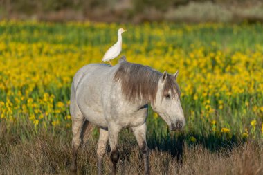 Sarı irislerle açan bir bataklıkta ortak yaşam içinde kamp atı ve sığır balıkçıl (Bubulcus ibis). Saintes Maries de la Mer, Parc naturel regional de Camargue, Arles, Bouches du Rhone, Provence Alpes Cote d 'Azur, Fransa.