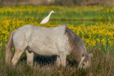 Sarı irislerle açan bir bataklıkta ortak yaşam içinde kamp atı ve sığır balıkçıl (Bubulcus ibis). Saintes Maries de la Mer, Parc naturel regional de Camargue, Arles, Bouches du Rhone, Provence Alpes Cote d 'Azur, Fransa.