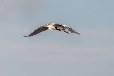 Baharda bataklık üzerinde uçan gri balıkçıl (Ardea cinerea). Saintes Maries de la Mer, Parc naturel regional de Camargue, Arles, Bouches du Rhone, Provence Alpes Cote d 'Azur, Fransa.