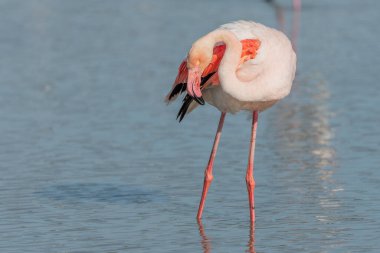 Büyük Flamingo (Phoenicopterus roseus) bataklıkta dinlenerek tüylerini temizler. Saintes Maries de la Mer, Parc naturel regional de Camargue, Arles, Bouches du Rhone, Provence Alpes Cote d 'Azur, Fransa..