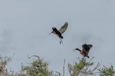 İlkbaharda bir yuva kolonisinde Parlak Ibis (Plegadis falcinellus). Saintes Maries de la Mer, Parc naturel regional de Camargue, Arles, Bouches du Rhone, Provence Alpes Cote d 'Azur, Fransa.