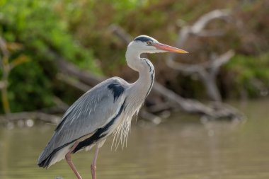 Bataklıkta dinlenen gri balıkçıl (Ardea cinerea). Saintes Maries de la Mer, Parc naturel regional de Camargue, Arles, Bouches du Rhone, Provence Alpes Cote d 'Azur, Fransa.