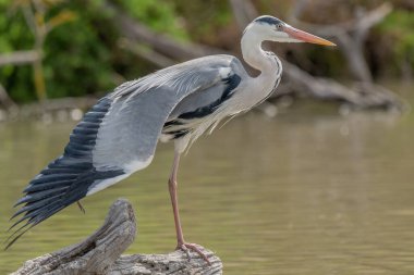 Bataklıkta uzanan gri balıkçıl (Ardea cinerea). Saintes Maries de la Mer, Parc naturel regional de Camargue, Arles, Bouches du Rhone, Provence Alpes Cote d 'Azur, Fransa.