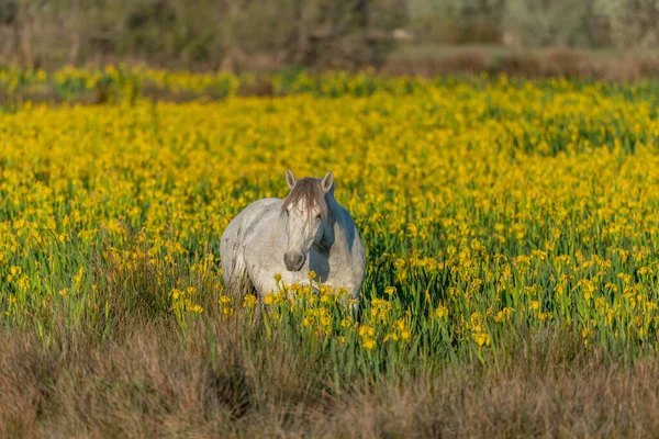 Camargue horse feeding in a swamp full of yellow irises.. Saintes Maries de la Mer, Parc naturel regional de Camargue, Arles, Bouches du Rhone, Provence Alpes Cote d\'Azur, France.