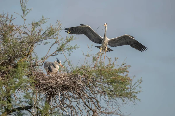 Grey Heron Ardea Cinerea Nesting Colony Saintes Maries Mer Parc — Stock Photo, Image
