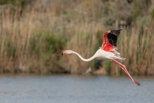 Greater Flamingos Flyver Phoenicopterus Roseus Sump Foråret Saintes Maries Mer - Stock-foto