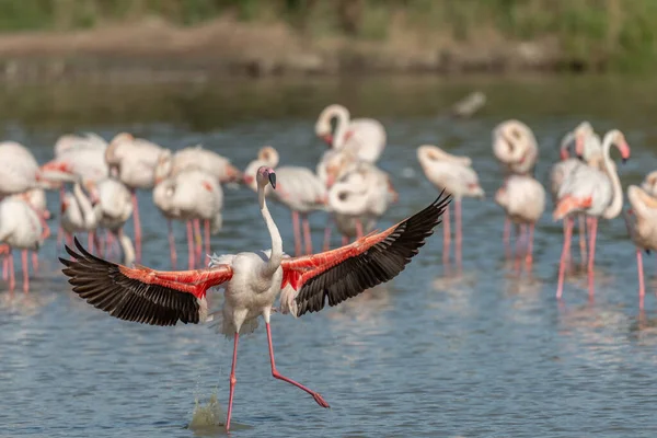 stock image Greater Flamingos (Phoenicopterus roseus) landing in a swamp. Saintes Maries de la Mer, Parc naturel regional de Camargue, Arles, Bouches du Rhone, Provence Alpes Cote d'Azur, France.