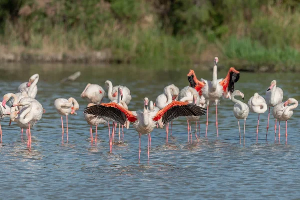 İlkbaharda bir bataklıkta Büyük Flamingo (Phoenicopterus roseus). Saintes Maries de la Mer, Parc naturel regional de Camargue, Arles, Bouches du Rhone, Provence Alpes Cote d 'Azur, Fransa.