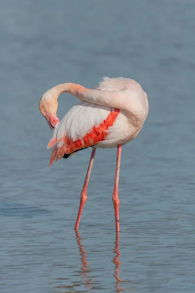 Der Große Flamingo Phoenicopterus Roseus Ruht Sumpf Und Säubert Sein — Stockfoto