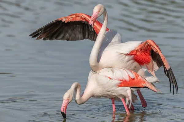 Maior Casal Flamingo Acasalando Namoro Phoenicopterus Roseus Pântano Primavera Saintes — Fotografia de Stock