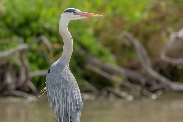 stock image Grey heron (Ardea cinerea) resting in marsh. Saintes Maries de la Mer, Parc naturel regional de Camargue, Arles, Bouches du Rhone, Provence Alpes Cote d'Azur, France.