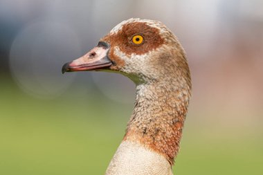 Bir parkta Mısır kazı (Alopochen aegyptiaca) portresi. Bas-Rhin, Collectivite europeenne d 'Alsace, Grand Est, Fransa, Avrupa.