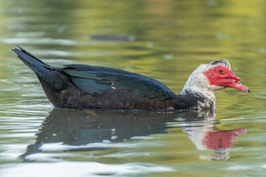 Moscovy ördeği (Cairina moschata) bir nehirde. Bas-Rhin, Collectivite europeenne d 'Alsace, Grand Est, Fransa, Avrupa.