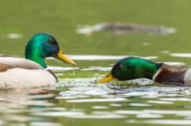 Nehirde yüzen Mallard erkeği (Anas platyrhynchos). Bas-Rhin, Collectivite europeenne d 'Alsace, Grand Est, Fransa.