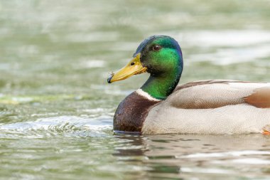 Nehirde yüzen Mallard erkeği (Anas platyrhynchos). Bas-Rhin, Collectivite europeenne d 'Alsace, Grand Est, Fransa.