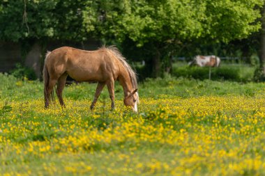 Sarı düğün çiçekleri ile dolu yeşil bir çayırdaki at. Bas-Rhin, Collectivite europeenne d 'Alsace, Grand Est, Fransa.