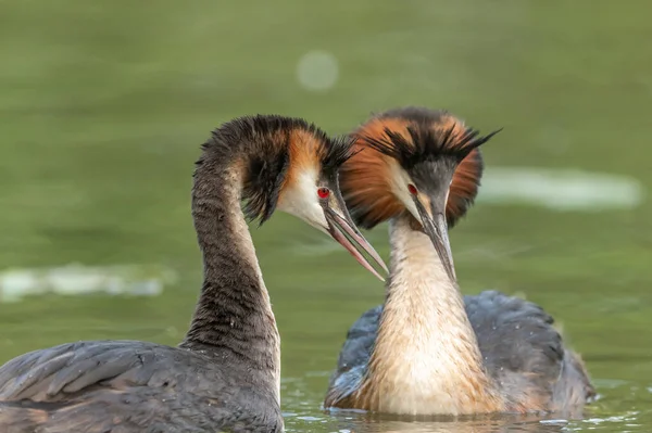 stock image Couple of great crested grebe (Podiceps cristatus) in courtship display in a river. Bas-Rhin, Collectivite europeenne d'Alsace,Grand Est, France, Europe.