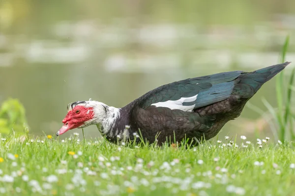 Muscovy Duck Kairina Moschata Park Våren Bas Rhin Collectivite Europeenne — Stockfoto
