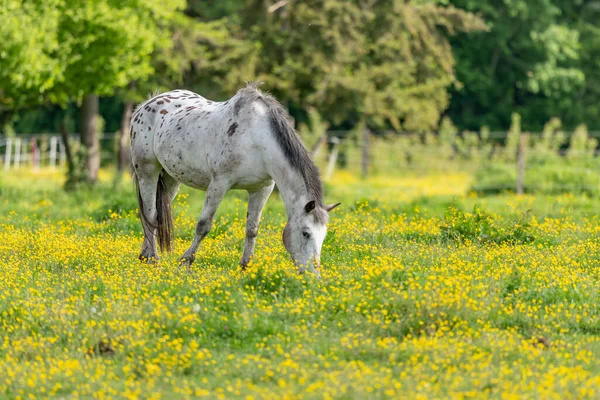 Horse in a green pasture filled with yellow buttercups. Bas-Rhin, Collectivite europeenne d\'Alsace,Grand Est, France.