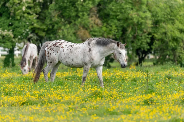Koń Zielonym Pastwisku Wypełniony Żółtymi Jaskrami Bas Rhin Collectivite Europeenne — Zdjęcie stockowe