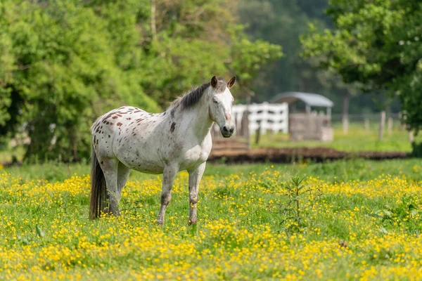 Horse in a green pasture filled with yellow buttercups. Bas-Rhin, Collectivite europeenne d'Alsace,Grand Est, France.