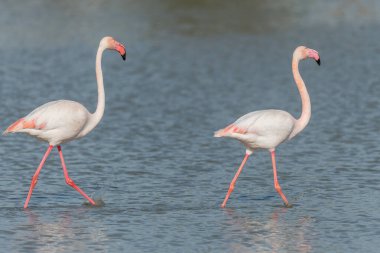 Büyük Flamingo çifti (Phoenicopterus roseus) baharda bir bataklıkta yürürler. Saintes Maries de la Mer, Parc naturel regional de Camargue, Arles, Bouches du Rhone, Provence Alpes Cote d 'Azur, Fransa..