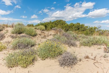 Camargue 'deki Rhone deltasındaki tipik bir manzara. Saintes Maries de la Mer, Parc naturel regional, Arles, Bouches du Rhone, Provence Alpes Cote d 'Azur, Fransa.