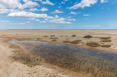 Typical landscape in a lagoon of the Rhone delta in the Camargue. Saintes Maries de la Mer, Parc naturel regional, Arles, Bouches du Rhone, Provence Alpes Cote d'Azur, France. clipart