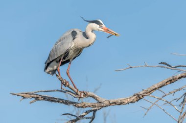 Gri balıkçıl (Ardea cinerea) bir yuva kolonisinde tünemiştir. Saintes Maries de la Mer, Parc naturel regional de Camargue, Arles, Bouches du Rhone, Provence Alpes Cote d 'Azur, Fransa.