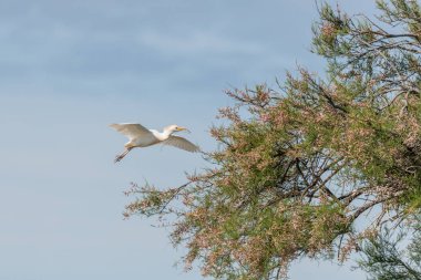 Baharda bir yuva kolonisinde uçan Akbalıkçıl (Bubulcus ibis). Saintes Maries de la Mer, Parc naturel regional de Camargue, Arles, Bouches du Rhone, Provence Alpes Cote d 'Azur, Fransa.