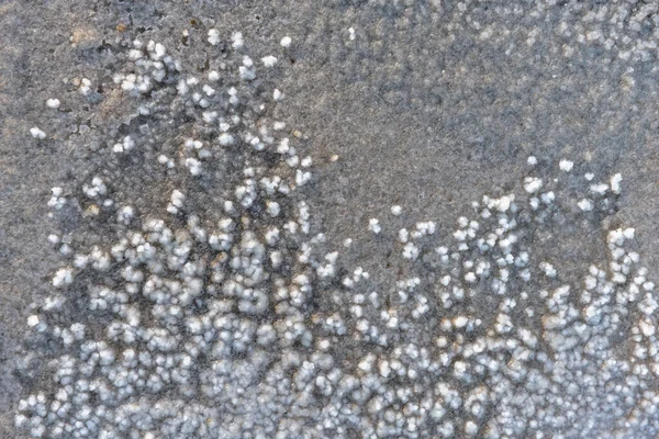 Raw Salt Crystals Marshes Village Salin Giraud Mouth Grand Rhone — Stock Photo, Image