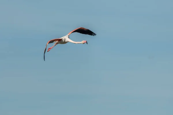 Greater Flamingos Phoenicopterus Roseus Flight Lagoon Spring Saintes Maries Mer — Stock Photo, Image