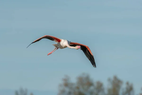Větší Flamingos Phoenicopterus Roseus Letu Nad Lagunou Jaře Saintes Maries — Stock fotografie