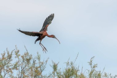 İlkbaharda bir yuva kolonisinde Parlak Ibis (Plegadis falcinellus). Saintes Maries de la Mer, Parc naturel regional de Camargue, Arles, Bouches du Rhone, Provence Alpes Cote d 'Azur, Fransa.