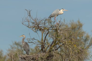 Bir yuva kolonisinde gri balıkçıl (Ardea cinerea). Saintes Maries de la Mer, Parc naturel regional de Camargue, Arles, Bouches du Rhone, Provence Alpes Cote d 'Azur, Fransa.