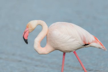Büyük Flamingolar (Phoenicopterus roseus) baharda bir bataklıkta. Saintes Maries de la Mer, Parc naturel regional de Camargue, Arles, Bouches du Rhone, Provence Alpes Cote d 'Azur, Fransa.