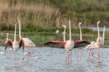 İlkbaharda bir bataklıkta Büyük Flamingolar kur yaparken (Phoenicopterus roseus). Saintes Maries de la Mer, Parc naturel regional de Camargue, Arles, Bouches du Rhone, Provence Alpes Cote d 'Azur, Fransa.