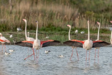 İlkbaharda bir bataklıkta Büyük Flamingolar kur yaparken (Phoenicopterus roseus). Saintes Maries de la Mer, Parc naturel regional de Camargue, Arles, Bouches du Rhone, Provence Alpes Cote d 'Azur, Fransa.