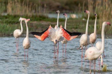 İlkbaharda bir bataklıkta Büyük Flamingolar kur yaparken (Phoenicopterus roseus). Saintes Maries de la Mer, Parc naturel regional de Camargue, Arles, Bouches du Rhone, Provence Alpes Cote d 'Azur, Fransa.