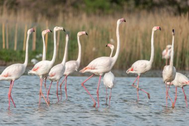 İlkbaharda bir bataklıkta Büyük Flamingolar kur yaparken (Phoenicopterus roseus). Saintes Maries de la Mer, Parc naturel regional de Camargue, Arles, Bouches du Rhone, Provence Alpes Cote d 'Azur, Fransa.