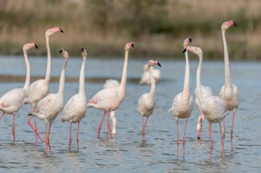 İlkbaharda bir bataklıkta Büyük Flamingolar kur yaparken (Phoenicopterus roseus). Saintes Maries de la Mer, Parc naturel regional de Camargue, Arles, Bouches du Rhone, Provence Alpes Cote d 'Azur, Fransa.