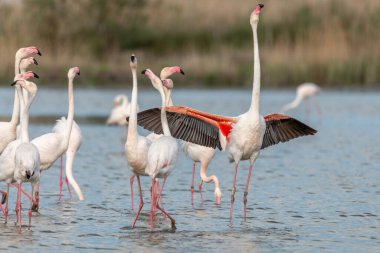 İlkbaharda bir bataklıkta Büyük Flamingolar kur yaparken (Phoenicopterus roseus). Saintes Maries de la Mer, Parc naturel regional de Camargue, Arles, Bouches du Rhone, Provence Alpes Cote d 'Azur, Fransa.