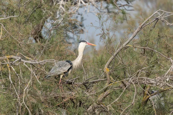 stock image Grey heron (Ardea cinerea) in a nesting colony. Saintes Maries de la Mer, Parc naturel regional de Camargue, Arles, Bouches du Rhone, Provence Alpes Cote d'Azur, France.