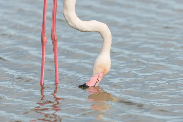 Flamingos Maior Phoenicopterus Roseus Pântano Primavera Saintes Maries Mer Parc — Fotografia de Stock