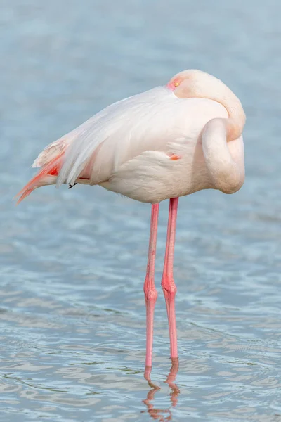 Große Flamingos Phoenicopterus Roseus Schlafen Frühling Einem Sumpf Saintes Maries — Stockfoto