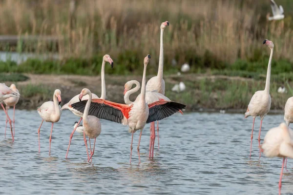 İlkbaharda bir bataklıkta Büyük Flamingolar kur yaparken (Phoenicopterus roseus). Saintes Maries de la Mer, Parc naturel regional de Camargue, Arles, Bouches du Rhone, Provence Alpes Cote d 'Azur, Fransa.