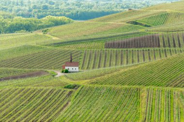 İlkbaharda bağda Eichert Kapelle. Sasbach am Kaiserstuhl, Emmendingen Bade-Wurtemberg, Allemagne, Avrupa.