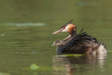 Great Crested Grebe (Podiceps kristali) ve birkaç günlük yavruları nehirde. Bas-Rhin, Collectivite europeenne d 'Alsace, Grand Est, Fransa.